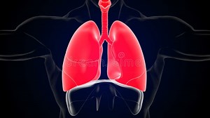 Human Lungs Breathing Movement of Inspiration and Expiration Diaphragm Function 3D Stock Footage - Video of anatomy, biological: 228901176