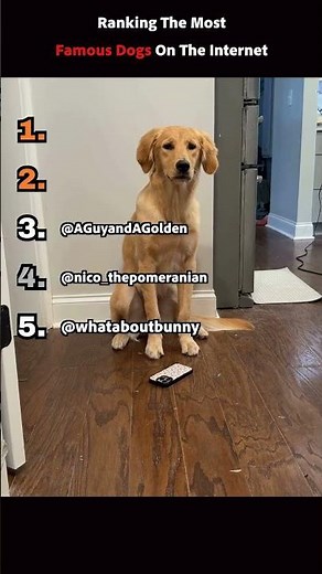 Ranking The Most FAMOUS Dogs In the World 🌟🐕