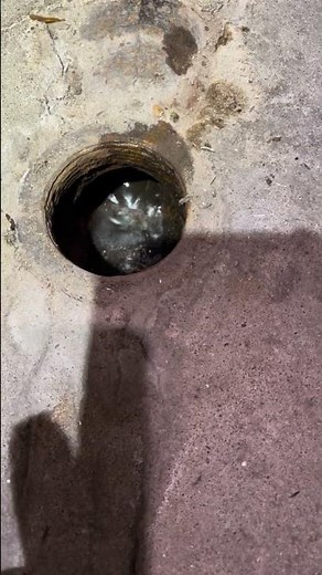 Drain Snake Pops Out of the Trap! Watch This 👀 #expertunclog #draincleaning#plumbing #plumber#short