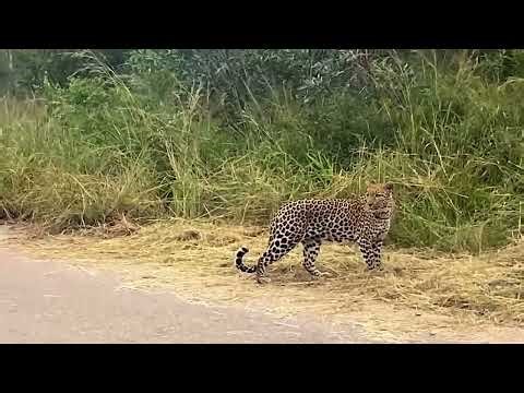 Leopard Walking Reference