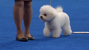2024 NDS: Bichon Frise