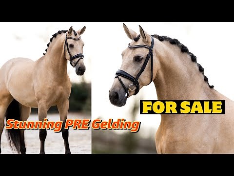 MEET MY NEXT SALES HORSE THAT'S NOW ON THE MARKET