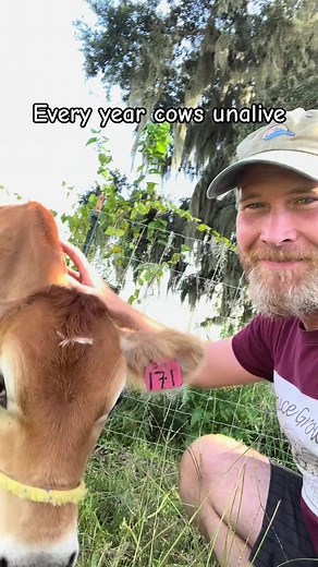 Cow facts #cows #sharks #farmjoke | James Weston