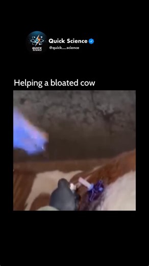 𝐐𝐮𝐢𝐜𝐤 𝐒𝐜𝐢𝐞𝐧𝐜𝐞 on Instagram: "The flame comes from gas released from a bloated cow’s stomach. Cows naturally produce methane during digestion through a process called enteric fermentation, where microbes in their rumen break down tood. When a cow becomes bloated, excessive gas builds up in the stomach, creating pressure that sometimes needs to be relieved using a tube inserted by a vet. If the released gas is exposed to a flame, it burns - because methane is highly flammable in the pr