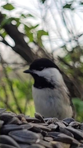 Chickadee (with Calls!)