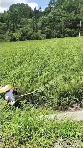 Rice Artificial Pollinating Technique !