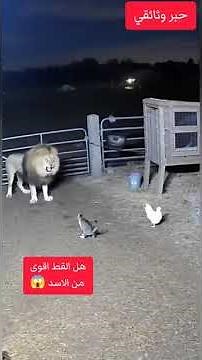 From java tradition...cat is grandfather or grandmother from lion or tiger..😮