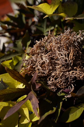 Wildcrafted Sea Moss: Super Raw   Unprocessed (Wholesale)  | SeaMoss.co