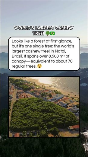 World's Largest Cashew Tree!