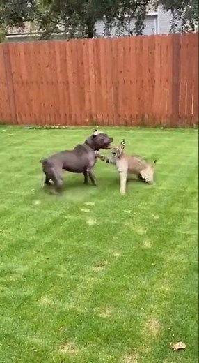 Bobcat Lunges Into Yard — Pit Bull Clashes in a Fast, Chaotic Fight! #pitbull #bobcat #wildanimals