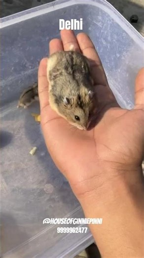 dwarf hamster for sale In Delhi 9999962477