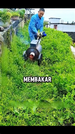 Metode Cepat Membasmi Gulma😮 #shorts