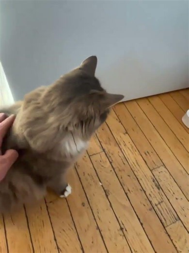 Best Microchip Cat Feeder #catlove #petgadgets #cute