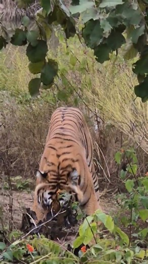 Jim Corbett National Park Royal Bengal tiger ki breakfast nature wildlife Uttrakhand India live 🐅🐅🥰😍