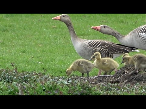 Greylag Geese with Goslings, Birds of the Netherlands