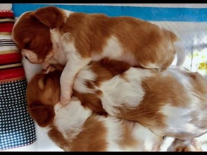 King Charles Cavalier Puppies