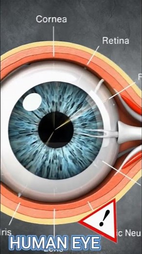 Human Eye Anatomy | How Vision Works | shorts video .