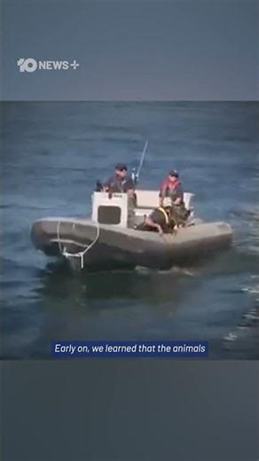 Reports Of Kamikaze Dolphins In Iran-US War | 10 News+