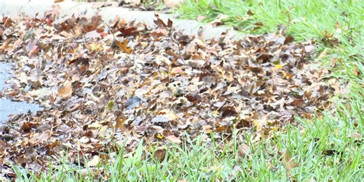 FIRST ALERT WEATHER: A guide to fall leaf clean-up
