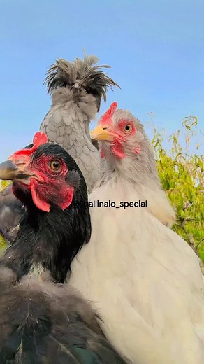 🕺🕺🕺🐔🐔🐔🐔 #meta #chicken #funny | Ilgallinaiospecial