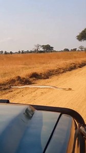 The car stops to let the African python cross the road. Respect. ✈Visit Nyerere National Park from Zanzibar 🧳 $500pp ✈Visit Mikumi National Park from Zanzibar 🧳 $490pp 🚕 Airport shuttles cost $50 to all beaches in Zanzibar island (book with us) 🏊‍♂️ Visit Mnemba island for $50 pp (minimum of 4 people) ✈Welcome to Zanzibar 🧳 ✈Visit Serengeti National park then Zanzibar 🧳 For bookings and more information 📩 booking@thewalltourz.com 🌐www.thewalltourz.com 📱 255747319702 #selousnationalpark 