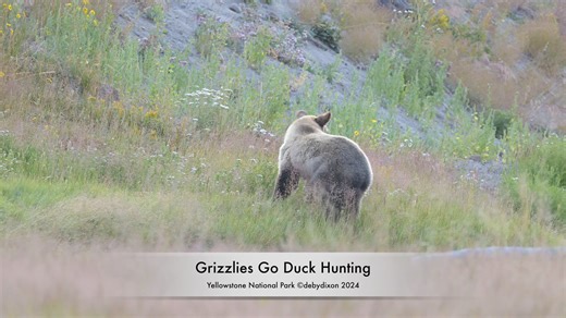 Chasing Ducks is a Family Affair This was a super fun moment with Snow and her twins, when the male yearling took off chasing ducks. He lost track of them and stood to find the quackers, and mom and sister came to join in on the hunt. The family was not successful in getting a duck breakfast but they sure seemed to be enjoying each other. | Deby Dixon Photography