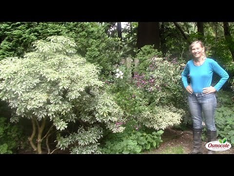 Clematis Wilt Disease: How to Revive the Vine