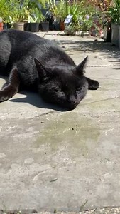 544K views · 29K reactions | Poppy is catniped this Caturday! Show us your catnip loving kitties... | Simon's Cat | Facebook