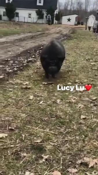 8.5K views · 139 reactions | Detroit Animal Welfare Group (DAWG) on Reels | Facebook