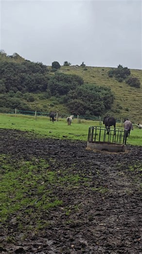 5.5K views · 73 reactions | Donut has a perfect sounding home...