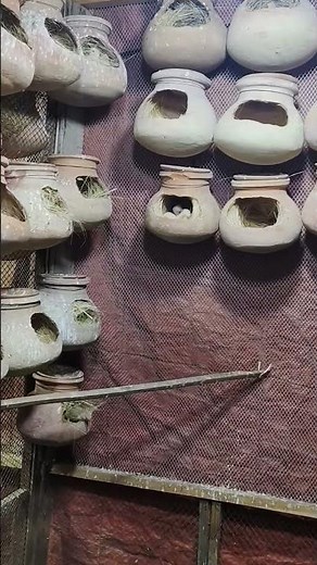 My Zebra Finch 500+ Aviary 😱 | Baby Finches & Breeding Setup 🐦🔥#birds #naturelovers #shorts
