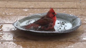 82K views · 3.7K reactions | I'm so excited to catch this delightful experience so I could share it with you! Red cardinals are one of my favorite birds, a spiritual symbol, and this big guy stayed long enough at my birdbath to let me video his shower. Enjoy! xo Cheryl | Cheryl Richardson | Facebook