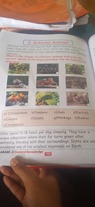 Arboreal Animals IdentificationObserve the images of arboreal ... | Filo