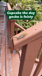 725K views · 13K reactions | Cupcake the day gecko is feisty #gecko #lizard #reptile #cuteanimals #funnyanimals #funnyreels | geckgoals | Facebook