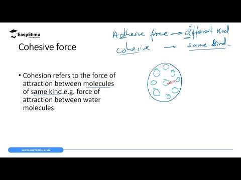 Cohesive and Adhesive Forces - (Lesson 6 of 9 - Topic Force - Physics Form 1)