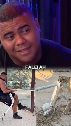 BITELO PUXOU O LIGRE DE 240 QUILOS! 🤯 #bitelo #tigre