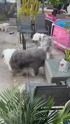 Old English Sheepdog | Old English Sheepdog