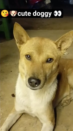 #love #funny #trending #youtubesearch #cute #viral #cuteanimals #dogshorts #cute #lovestatus #love🐶😘