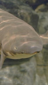 1.4K reactions · 233 shares | The Australian lungfish has a single lung that can be used to breathe during dry periods. It belongs to a lineage of air-breathing fishes that appeared in the fossil record around 380 million years ago. These ancient aquatic animals were related to the ancestors of modern-day birds, amphibians, reptiles and mammals. | National Aquarium | Facebook