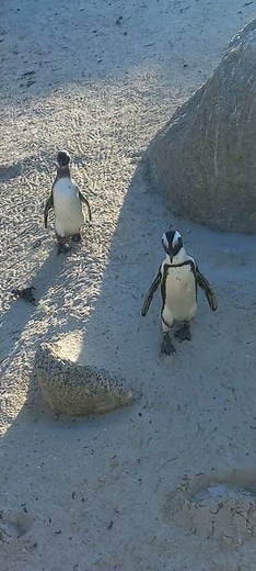 Boulders Beach, Cape Town