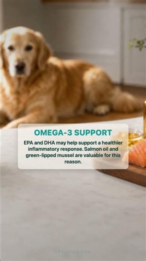 Dog Joint Pain or Aging? Nutrition Support for Arthritis, Dysplasia and Mobility