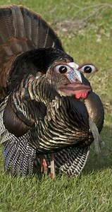 #turkey #Thanksgiving #MovieTrailers #marthastewart | Carter Anderson