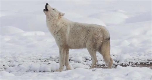 Proposed changes announced for Montana wolf trapping season