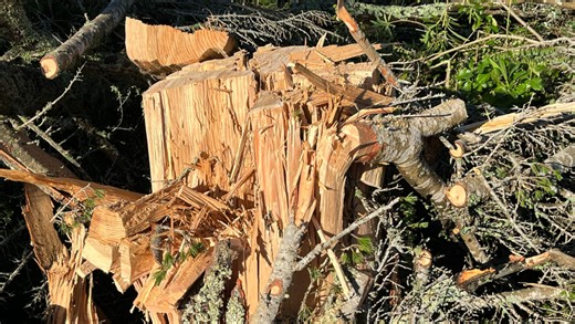 Pine tree explodes â€˜like a bombâ€™ and falls on house after being struck by lightning