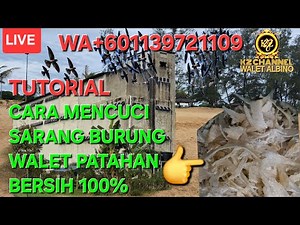 TUTORIAL CARA MENCUCI SARANG BURUNG WALET PATAHAN