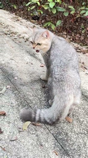 Lost Your Cat? Follow This Cat's Lame Adventure