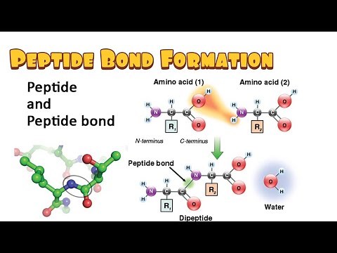 Peptide Bond Formation( Dehydration Synthesis, Hydrolysis, Energetics)