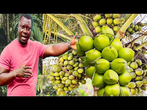 HOW TO GROW A MILLION DOLLAR COCONUT PLANTATION || DETAILED INFORMATION ON PLANTING COCONUT