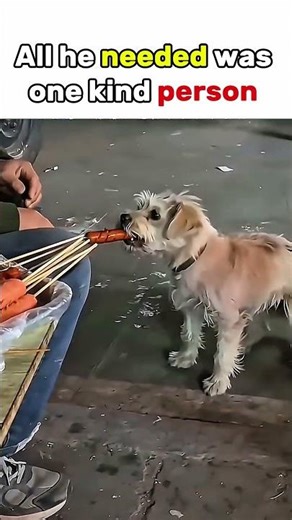 Homeless dog asking for food 😔#shorts #dog