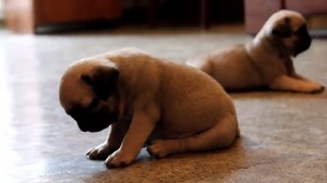 Pug puppy falling asleep - very funny!! | BuzzSharer Pugs
